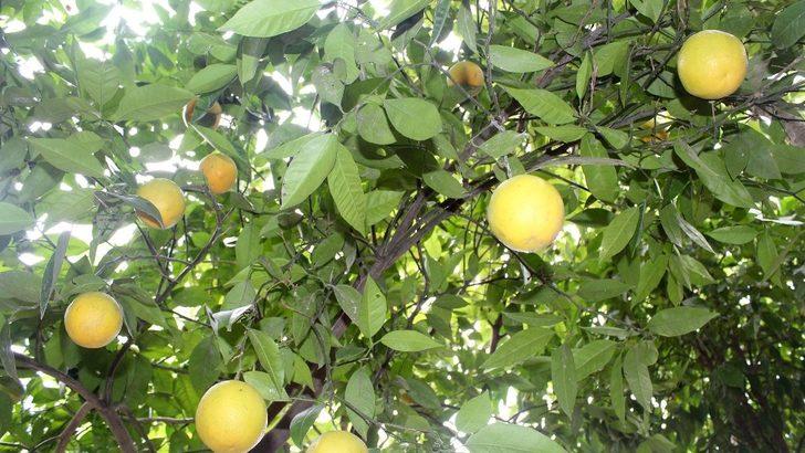 Yalova'da portakal ağacı 5 ay erken meyve verdi G3