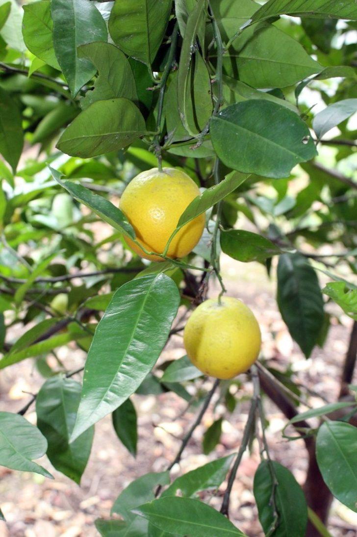 Yalova'da portakal ağacı 5 ay erken meyve verdi G4