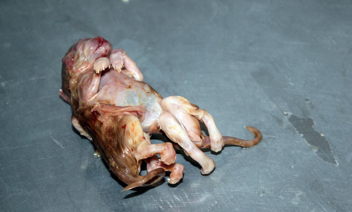 Karaman'da 6 ayaklı kedi yavrusu &ouml;l&uuml; doğdu