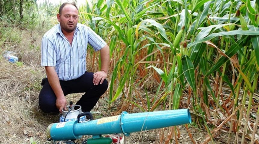 Domuzlara karşı 'ses bombalı' önlem!