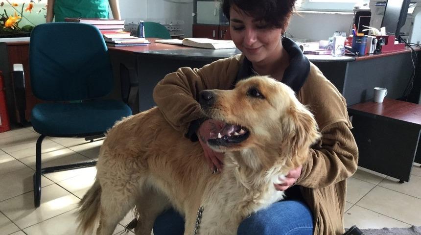 &Ccedil;ankaya, terk edilen hayvanlara sahip &ccedil;ıkıyor