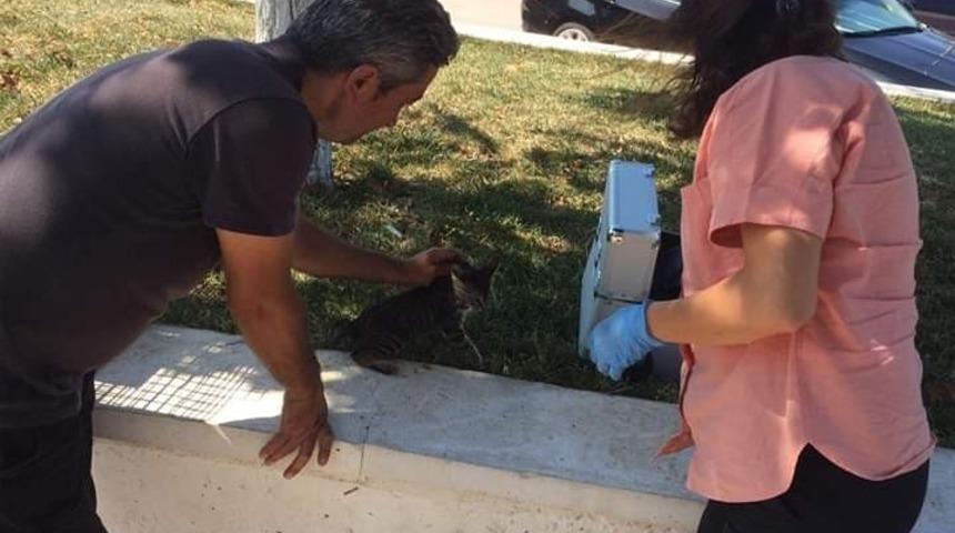 Yaralı kedi hayata döndürüldü
