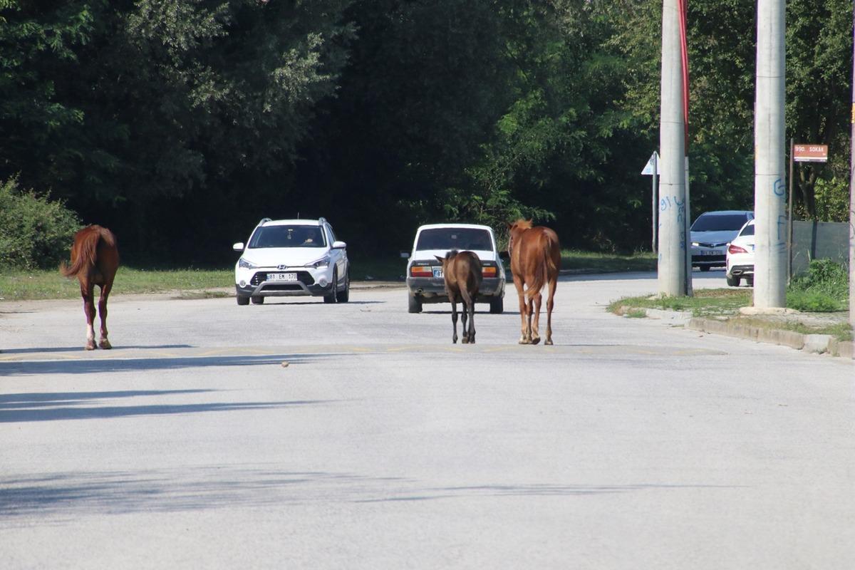 Mahalleli ne yapacağını şaşırdı! Başıboş atlar aylardır orada