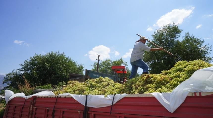 Sarıg&ouml;l&rsquo;de şaraplık &uuml;z&uuml;m alımları başladı