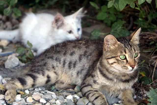 Tekir kedinin g&ouml;zleri farklı renkteki beyaz yavrusu şaşırttı 1