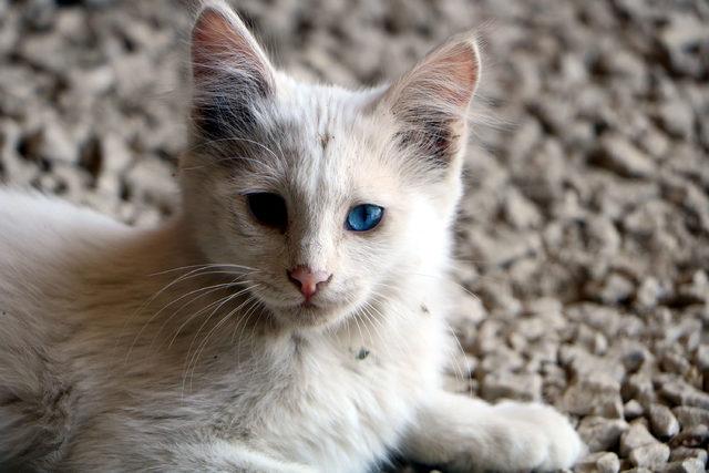 Tekir kedinin g&ouml;zleri farklı renkteki beyaz yavrusu şaşırttı 2