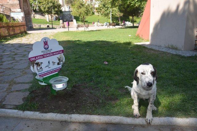 Başkan Çelik’ten sokak hayvanları için anlamlı çağrı