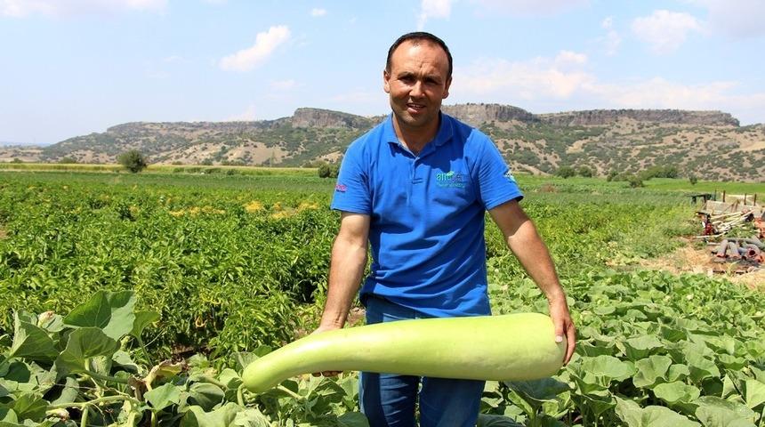 Şanlıurfa’dan getirdiği tohumdan 1 metrelik kabak yetiştirdi