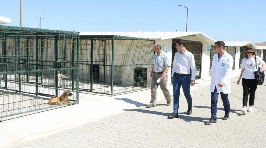 Sokak hayvanlarının can güvenliği emin ellerde