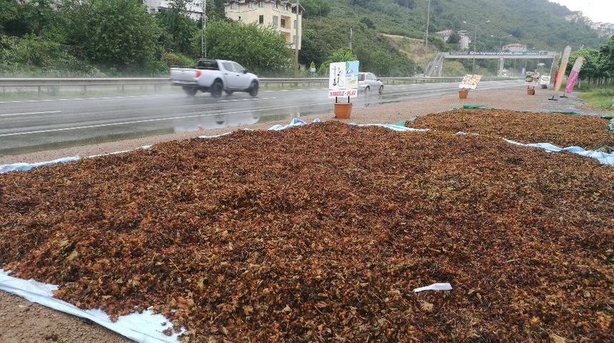 Yol kenarları fındık harmanı oldu