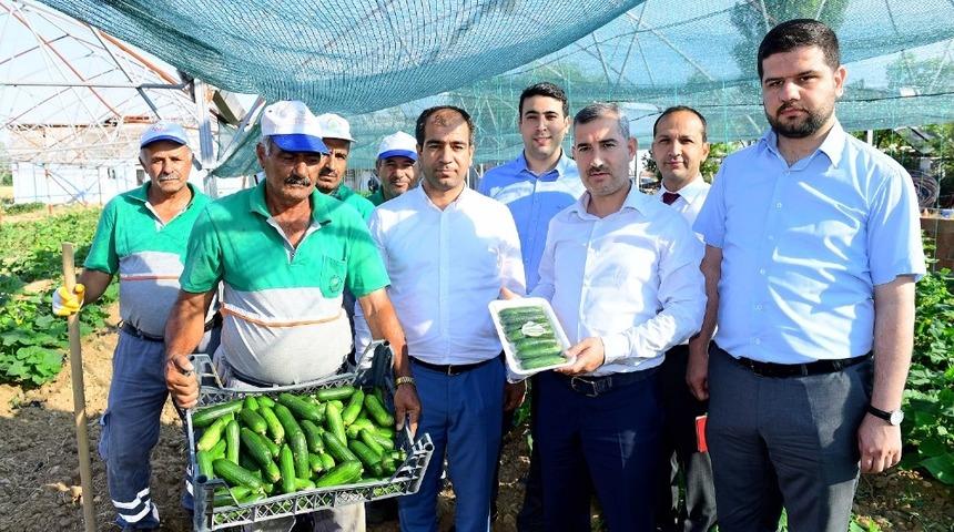 &Ccedil;ift&ccedil;ilere 100 bine yakın sebze fidesi dağıtılacak