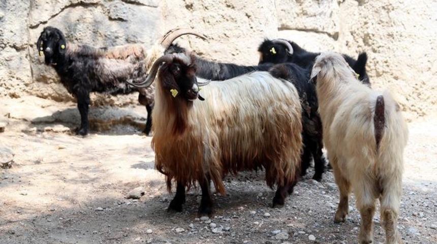 Kayıp ke&ccedil;ileri jandarma buldu