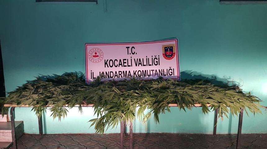 G&ouml;lc&uuml;k&rsquo;te ormanlık alanda 72 k&ouml;k kenevir yakalandı