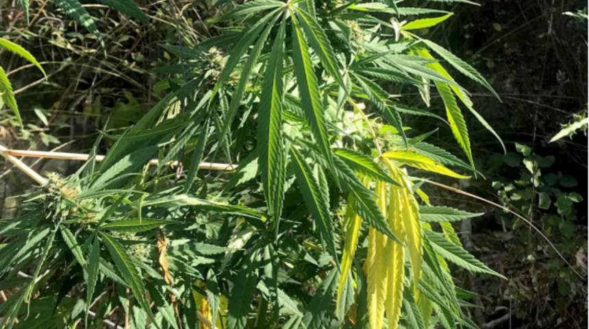 Jandarma ormanlık alanda buldu! Boyları 1 buçuk metreyi aşıyor!