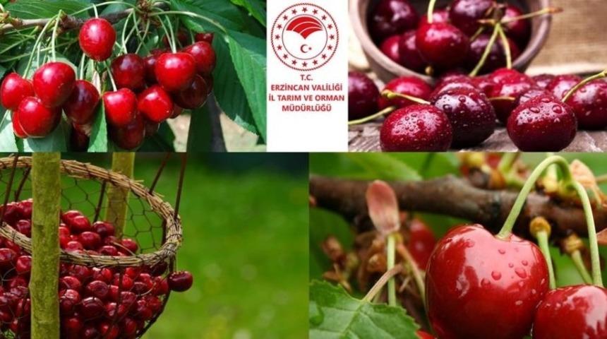 Havza Bazlı Meyveciliği Geliştirme Projesi başlıyor