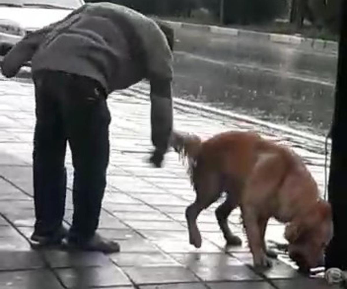 Bursa'da akılalmaz olay! K&ouml;peği yumrukladı