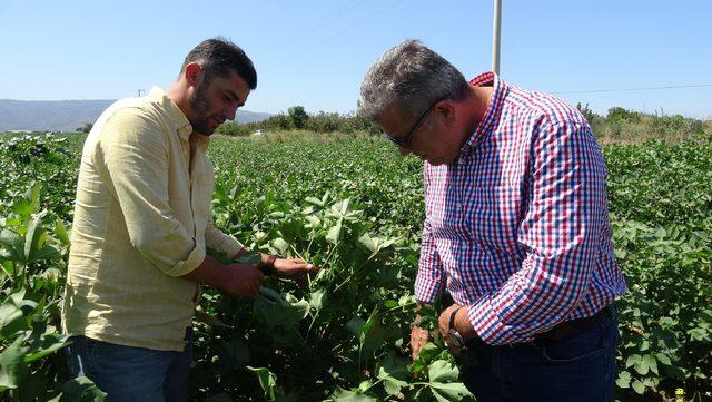 Pamukta sezon öncesi fiyat tedirginliği