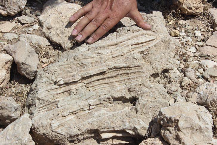 Adıyaman'da 5 hektarlık alandan milyonlarca fosil çıktı G1