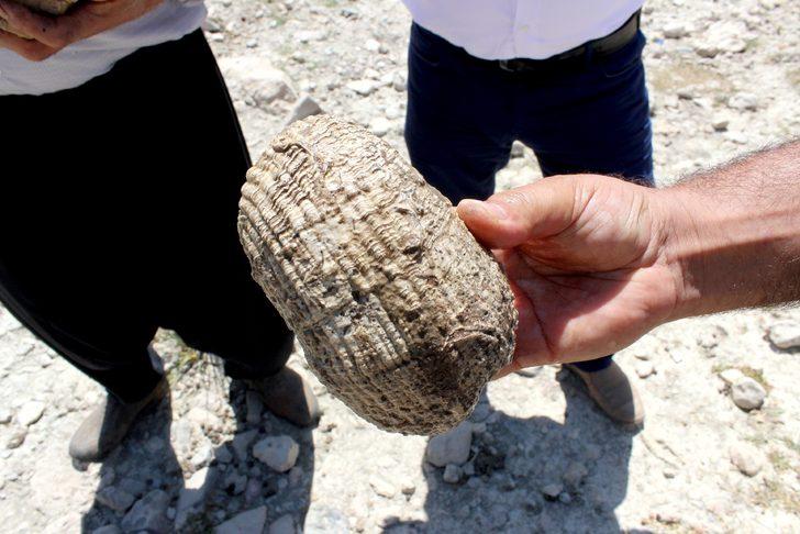 Adıyaman'da 5 hektarlık alandan milyonlarca fosil çıktı G2