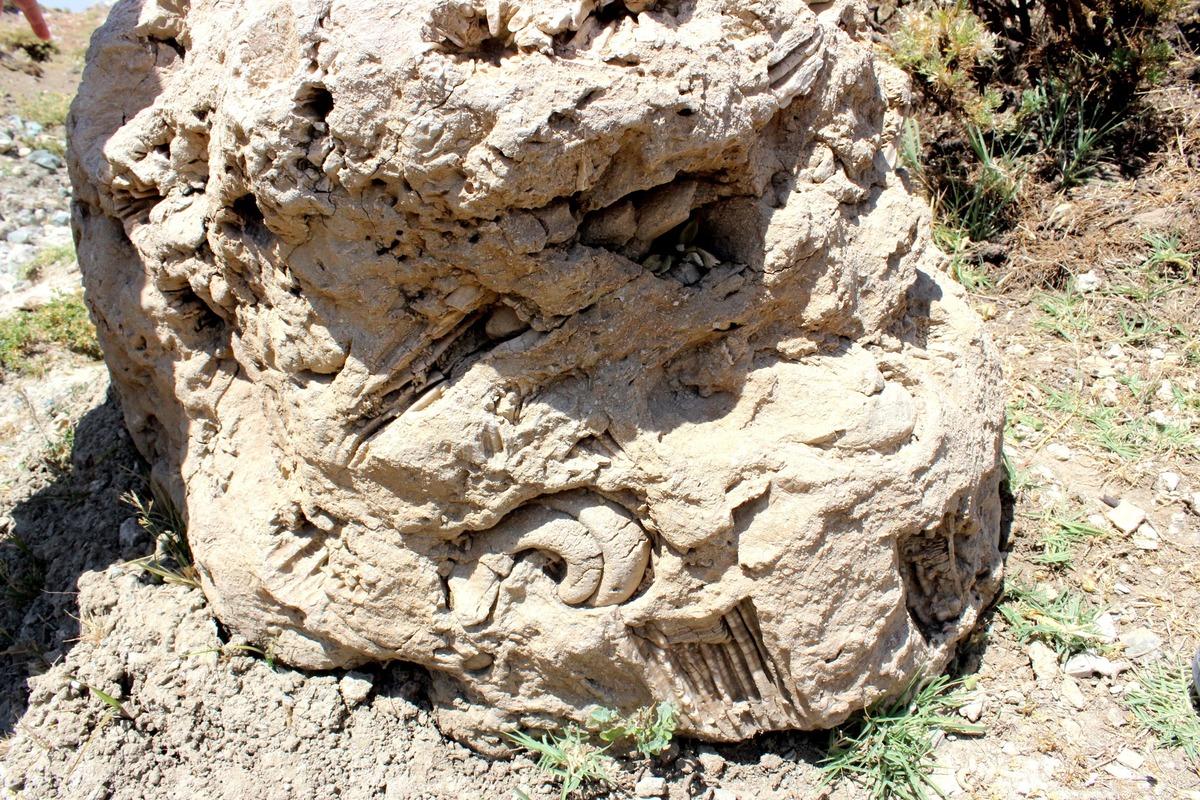 Adıyaman'da 5 hektarlık alandan milyonlarca fosil &ccedil;ıktı