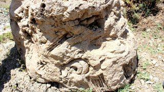 Adıyaman'da 5 hektarlık alandan milyonlarca fosil çıktı