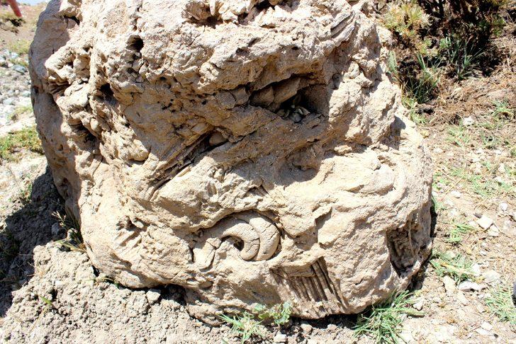 Adıyaman'da 5 hektarlık alandan milyonlarca fosil çıktı G3