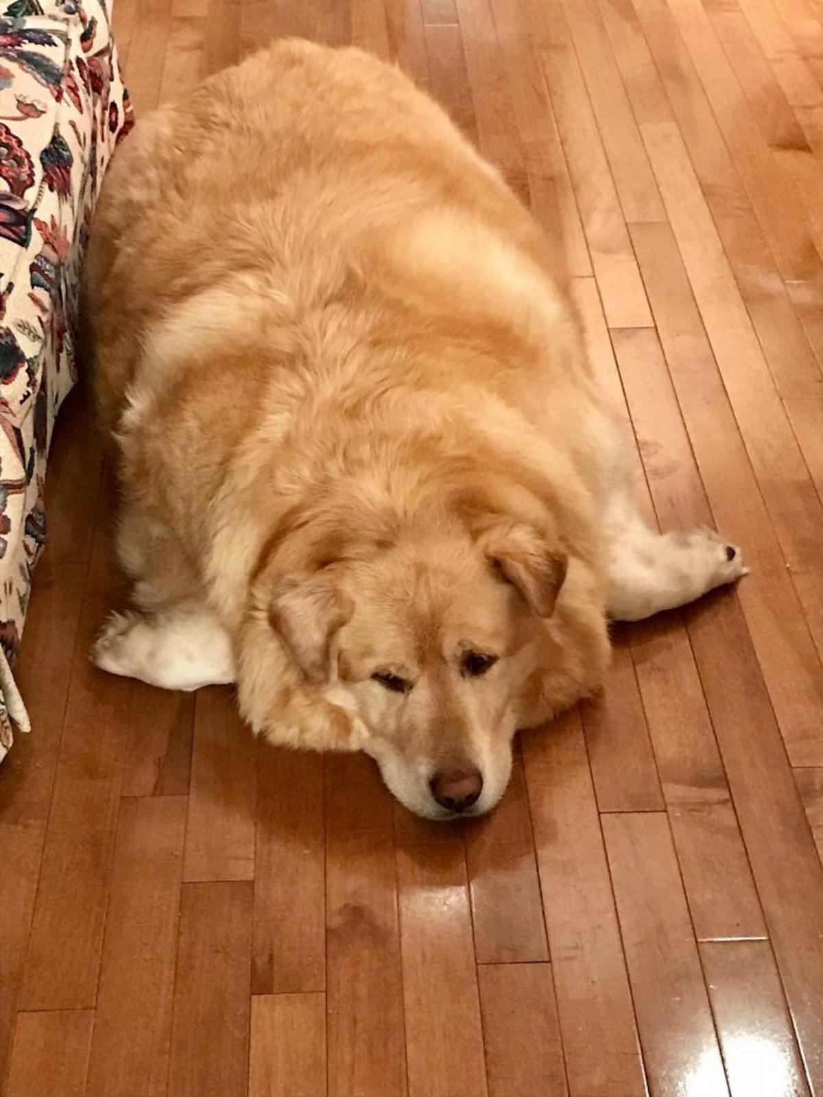 Vazge&ccedil;tiğin k&ouml;peğe d&ouml;n de bir bak! Sahibi şişko diye uyutmak istemişti