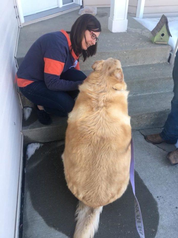 Vazgeçtiğin köpeğe dön de bir bak! Sahibi şişko diye uyutmak istemişti
