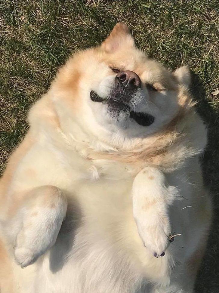 Vazgeçtiğin köpeğe dön de bir bak! Sahibi şişko diye uyutmak istemişti