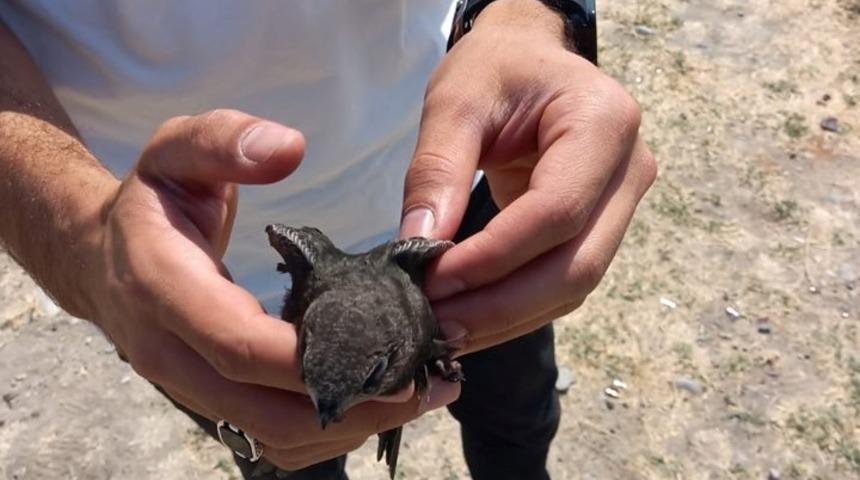 Tedavisi tamamlanan Ebabil kuşu doğaya bırakıldı