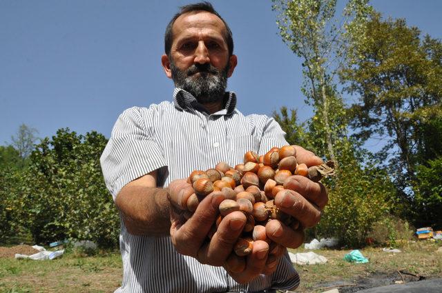 Fındık, üreticinin yüzünü güldürdü 3