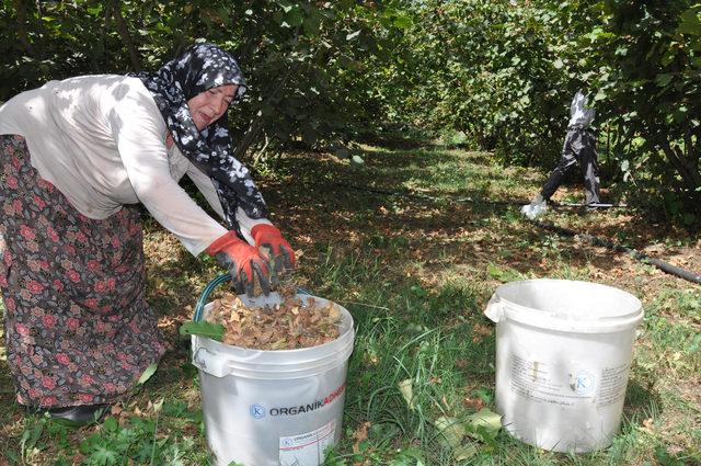 Fındık, üreticinin yüzünü güldürdü 4
