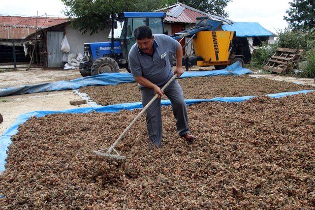 Fındık üretecisine 'aflatoksin' uyarısı