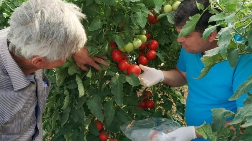 Sebzelerde ila&ccedil; kalıntısı denetimi