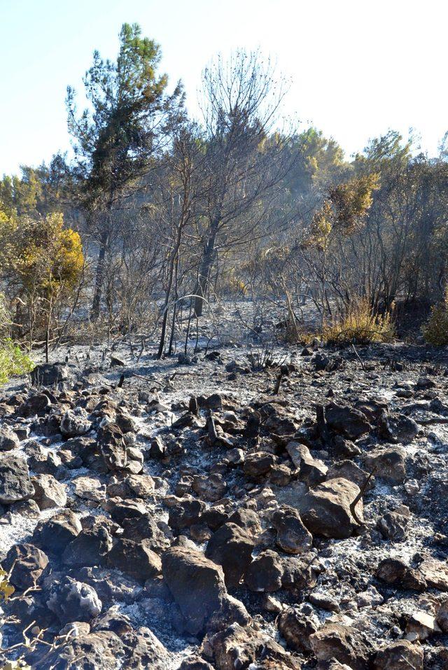İzmir'deki orman yangınını söndürme çalışmaları sürüyor (2)