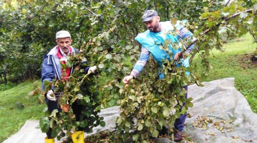 Yağmur altında fındık hasadı