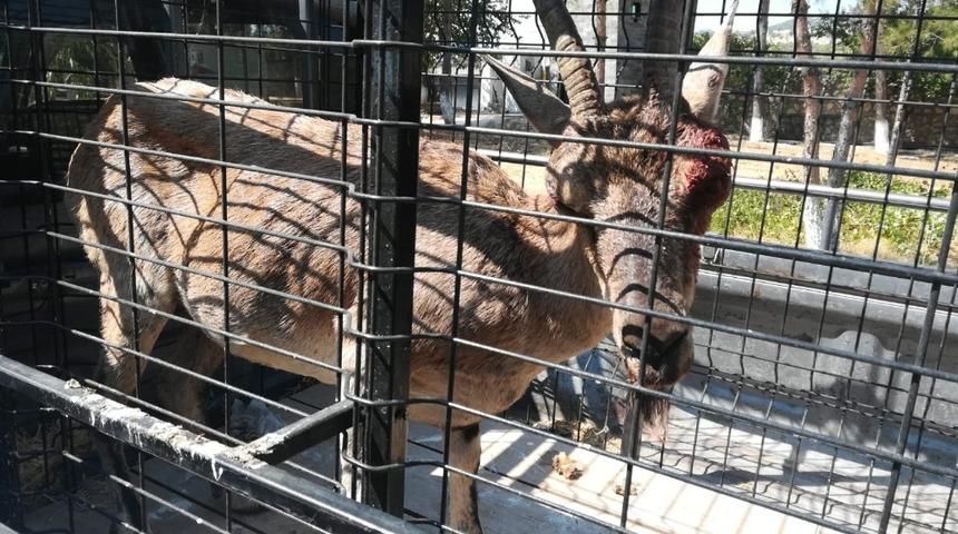 Yaralı ke&ccedil;iyi g&uuml;venlik korucuları buldu