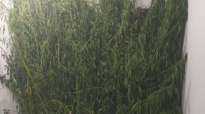 Muş&rsquo;ta kenevir operasyonu: 3 g&ouml;zaltı