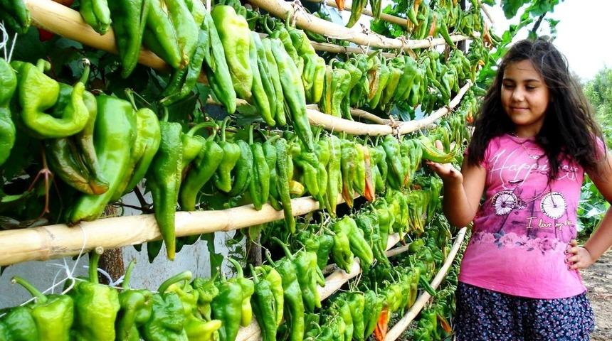 Biberler kurutulmaya bırakıldı