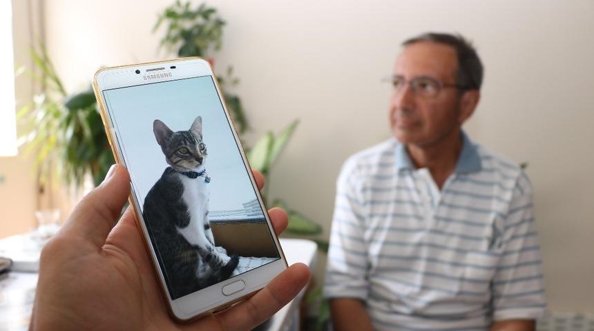 Kayıp can dostları kediyi bulana &ouml;d&uuml;l verecekler