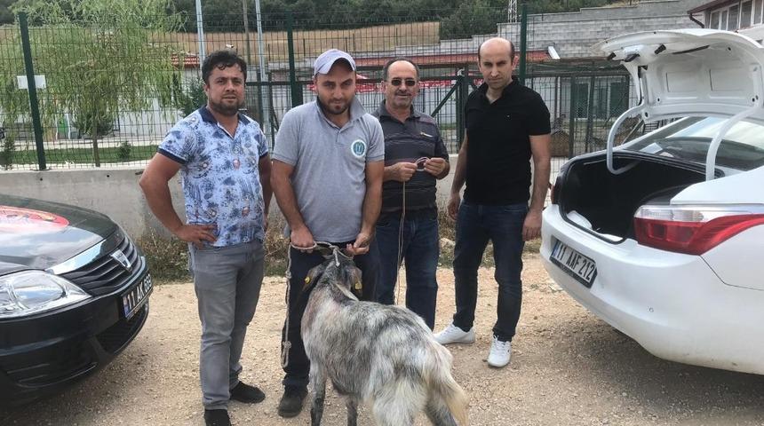 Arefe g&uuml;n&uuml; sahibininden ka&ccedil;an kurbanlık teke bulunarak sahibine teslim edildi