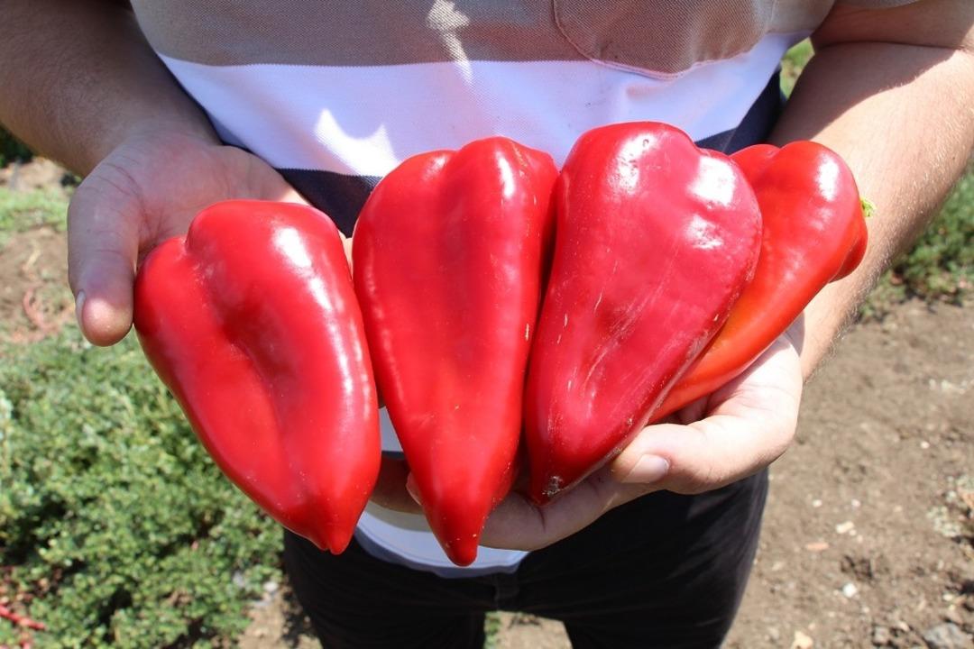 Kula&rsquo;nın yeni gelir kapısı: kırmızı biber