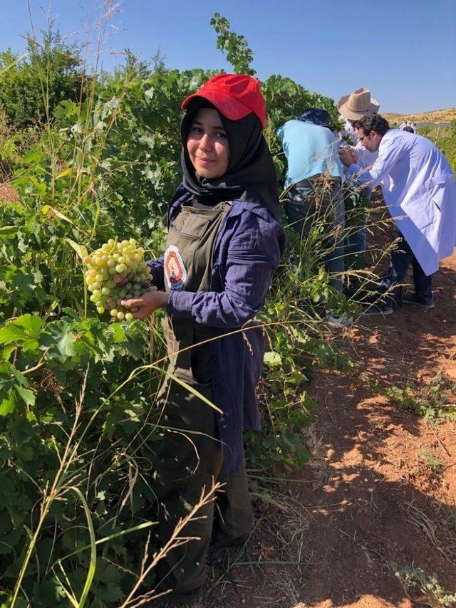 Harran Üniversitesinde bağ bozumu başladı