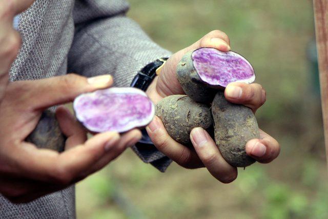 Bolu'da mor patates hasadı yapıldı