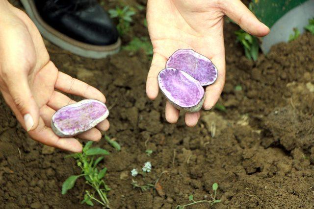 Bolu'da mor patates hasadı yapıldı