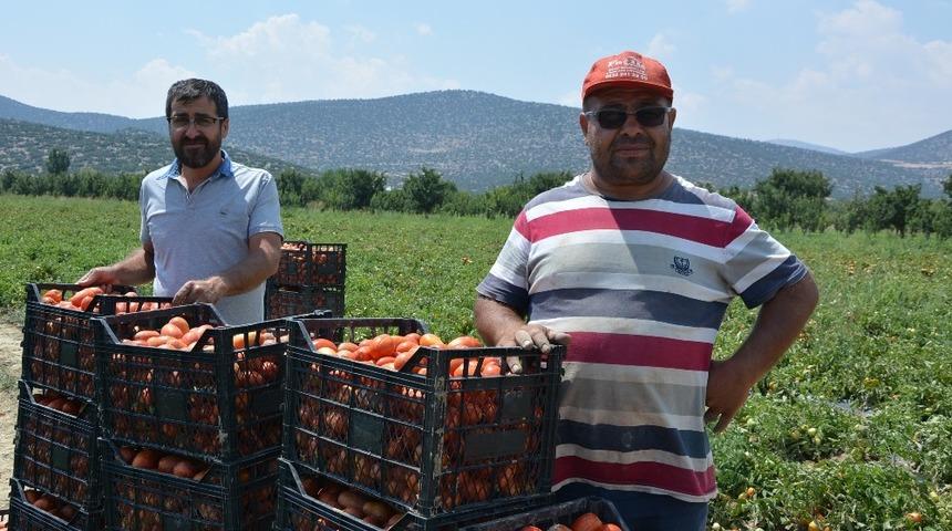 ’Kırmızı altın’da hasat zamanı