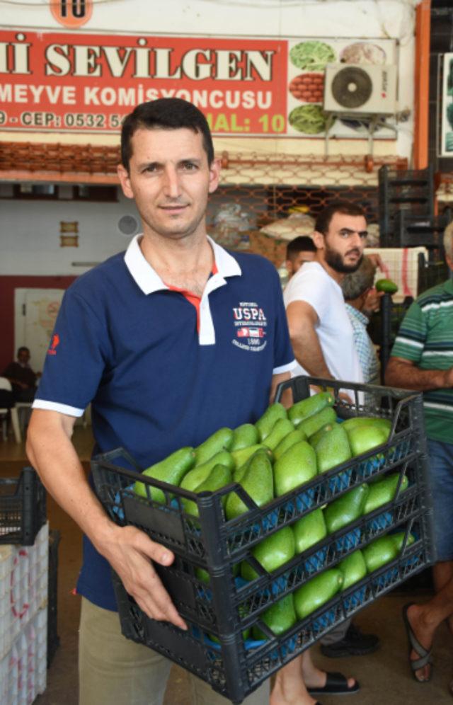 Alanya'dan Ukrayna'ya avokado ihracatı