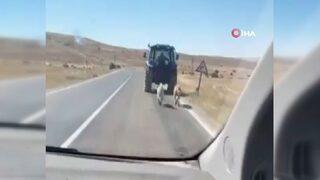 Sivas'ta iki köpeği traktör arkasına bağlayarak sürükledi