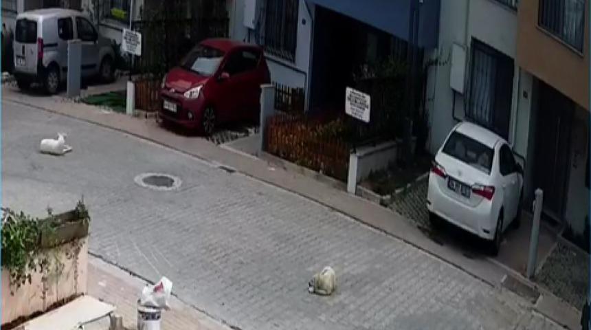 Kayaşehir'de bir s&uuml;r&uuml;c&uuml;n&uuml;n otomobiliyle k&ouml;peği ezme anı kamerada