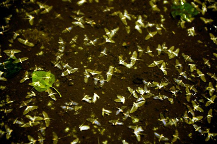 Ardahan'da binlerce beyaz kelebeğin ölüm uçuşu  G1